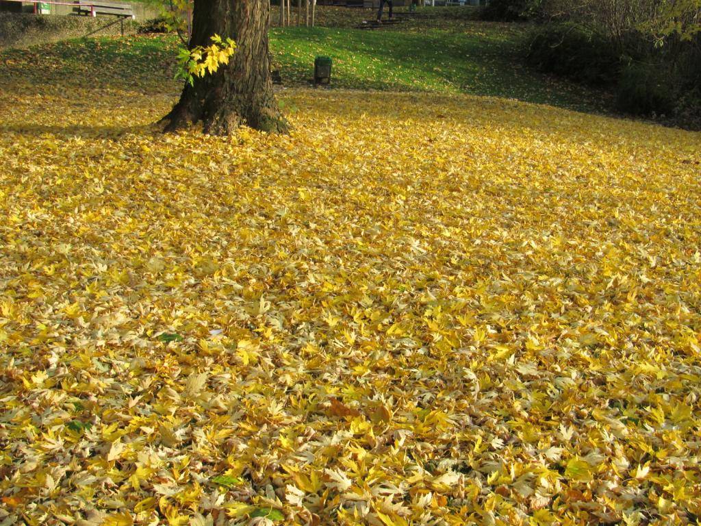 IMG_3677_zpsf8037ce3.jpg