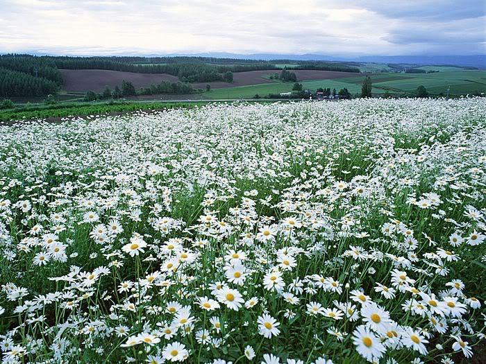 5Bwallcoo5D_Chrysanthemum_flowerEA5.jpg