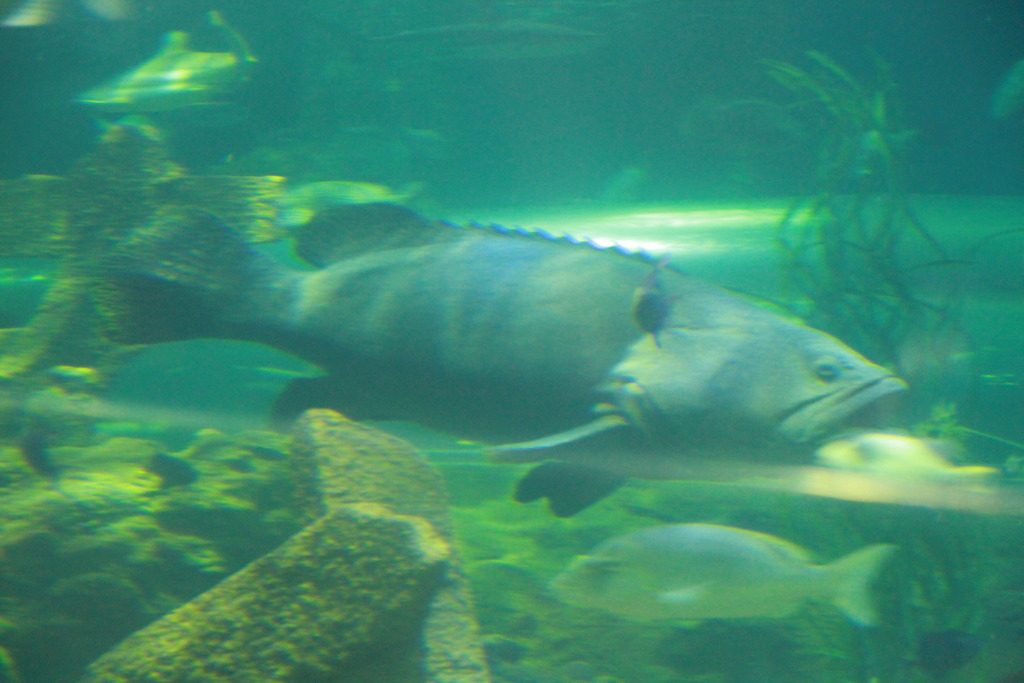 IMG_1687_zpsijvoz6d2.jpg