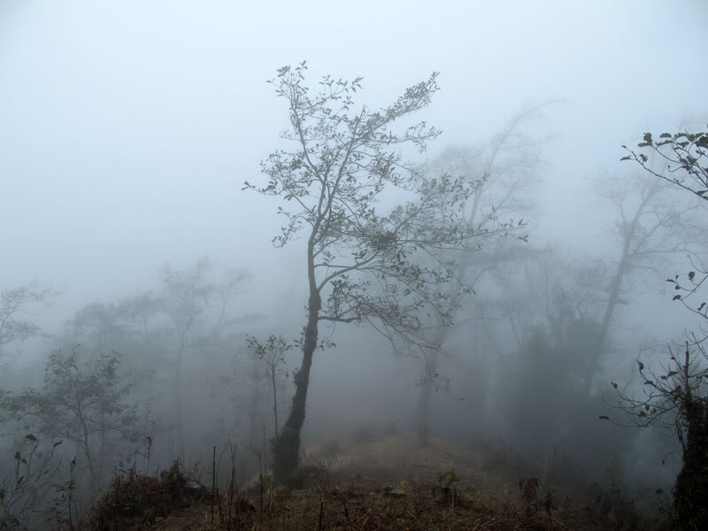 HongNgai2011584.jpg