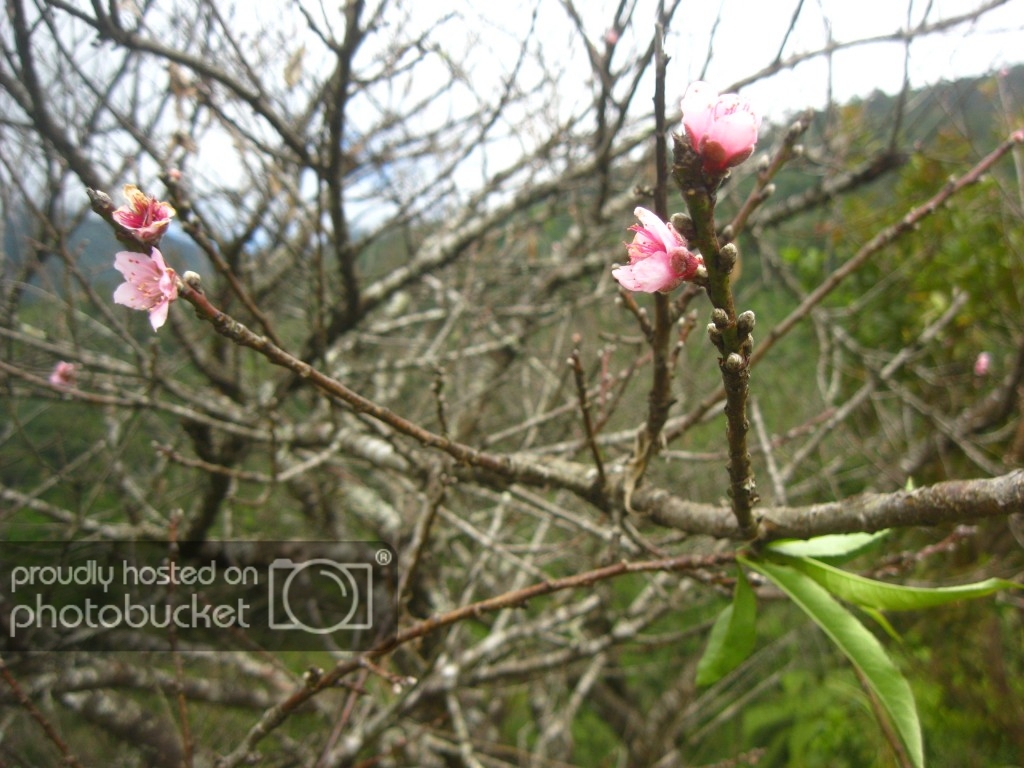 IMG_7546_zpsb78a4d80.jpg