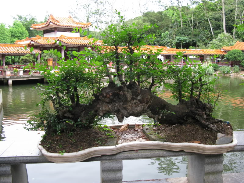 IMG_9717.jpg