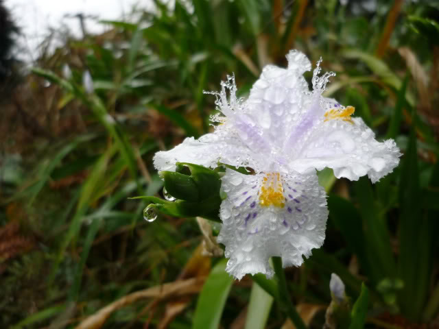 P1040403-1.jpg