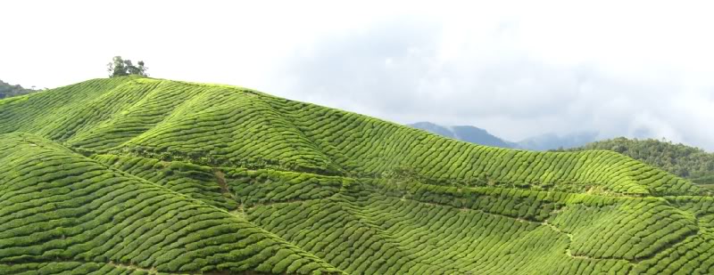 P7150496-1-1.jpg