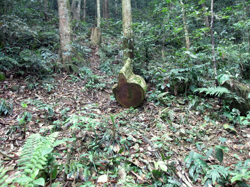 Xuanson2009267.jpg