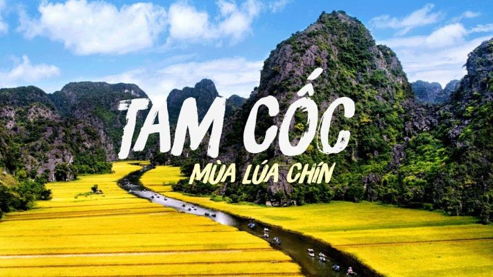 Mùa vàng Tam Cốc Ninh Bình