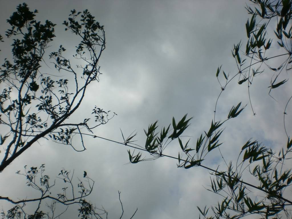 CIMG7966.jpg