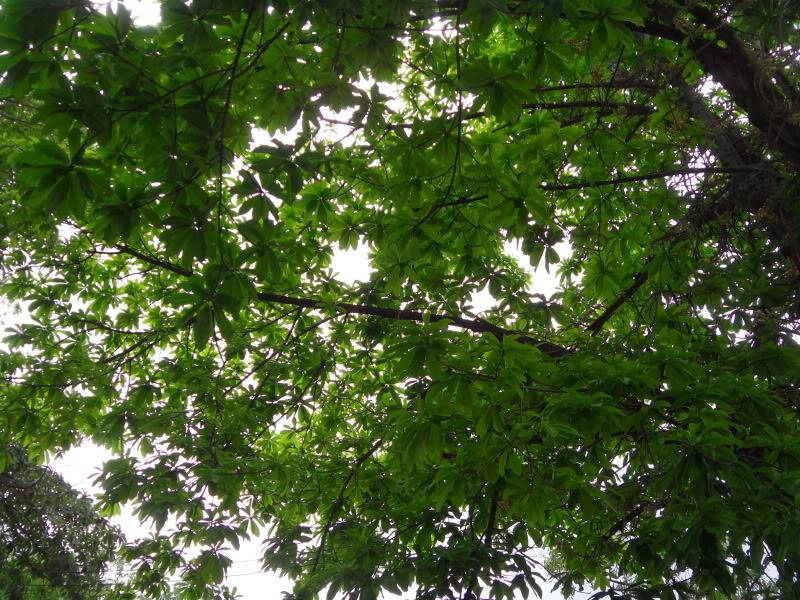 SDC13988.jpg