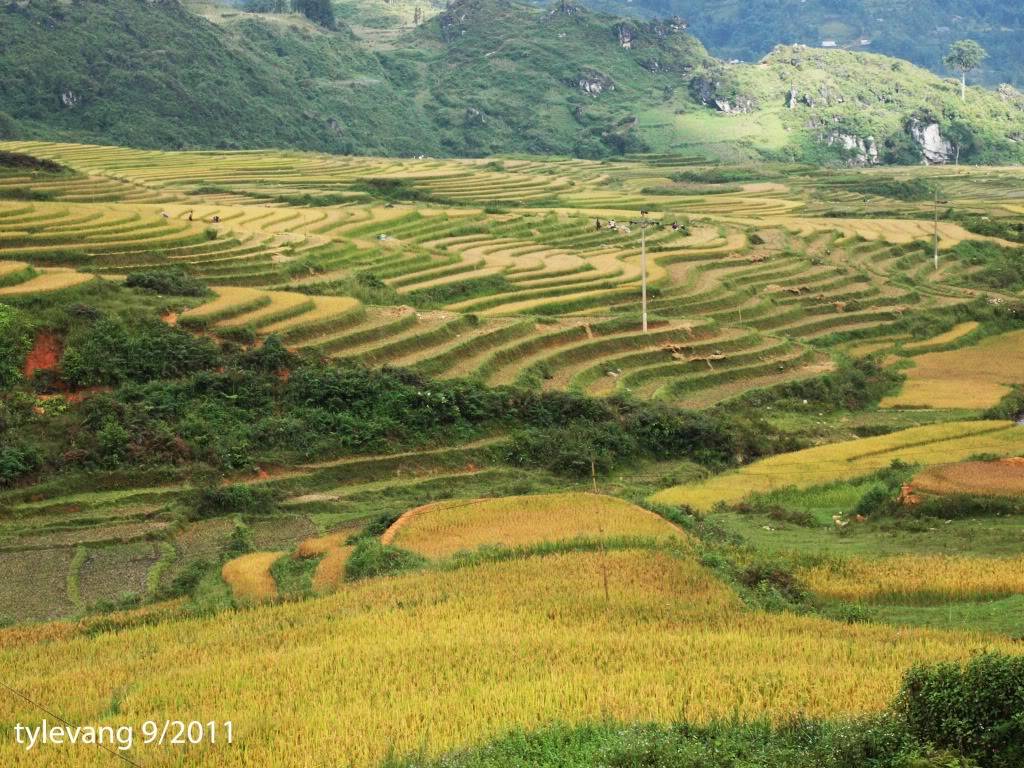sapa53.jpg