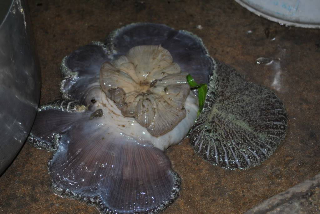 DSC_0098_resize.jpg