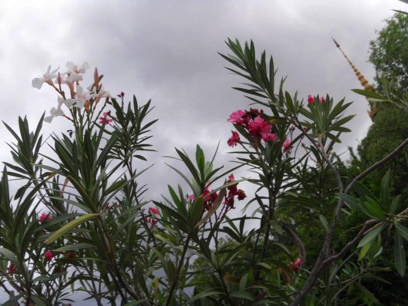 SDC13969.jpg
