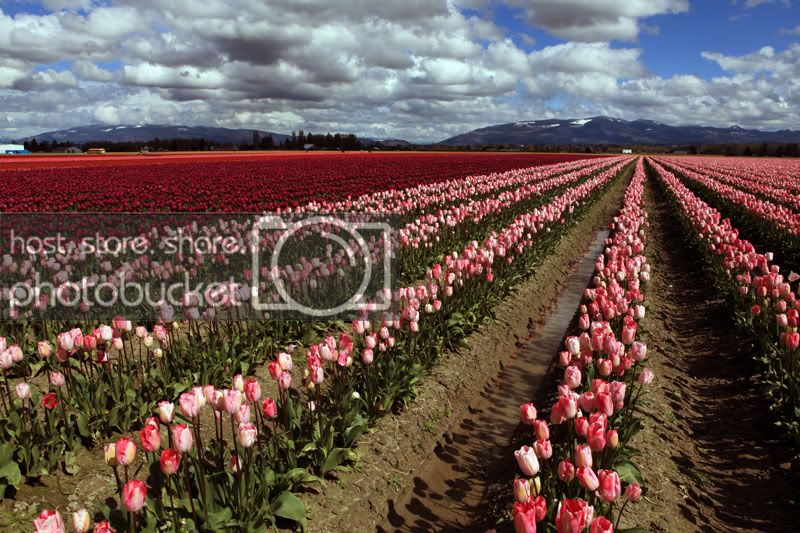KA0405SeattleTulip5DM2_0265.jpg