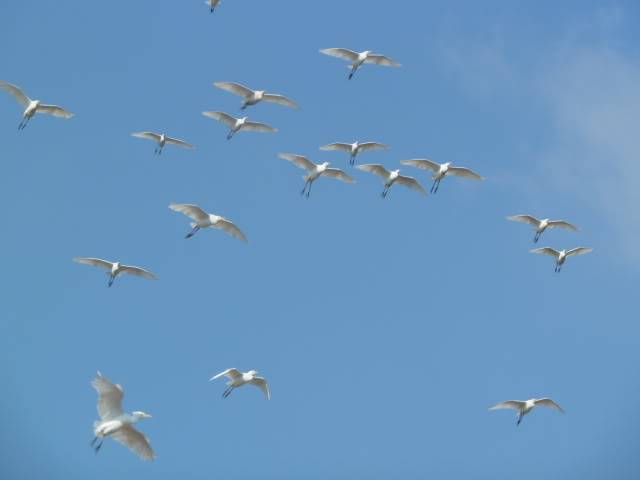 L1020127.jpg