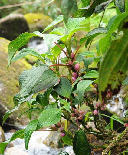 DSC_0616.JPG