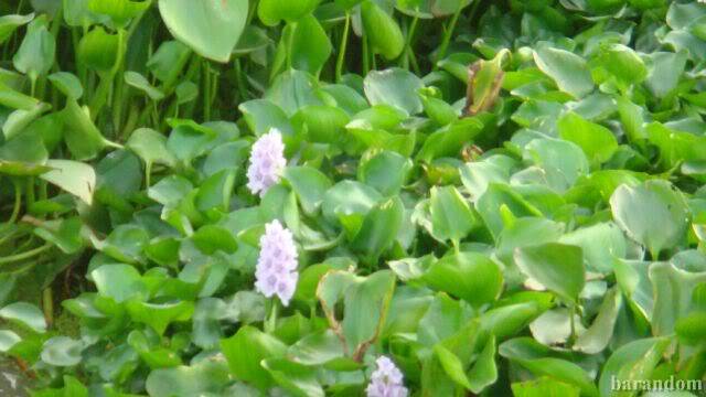 DSC08189.jpg