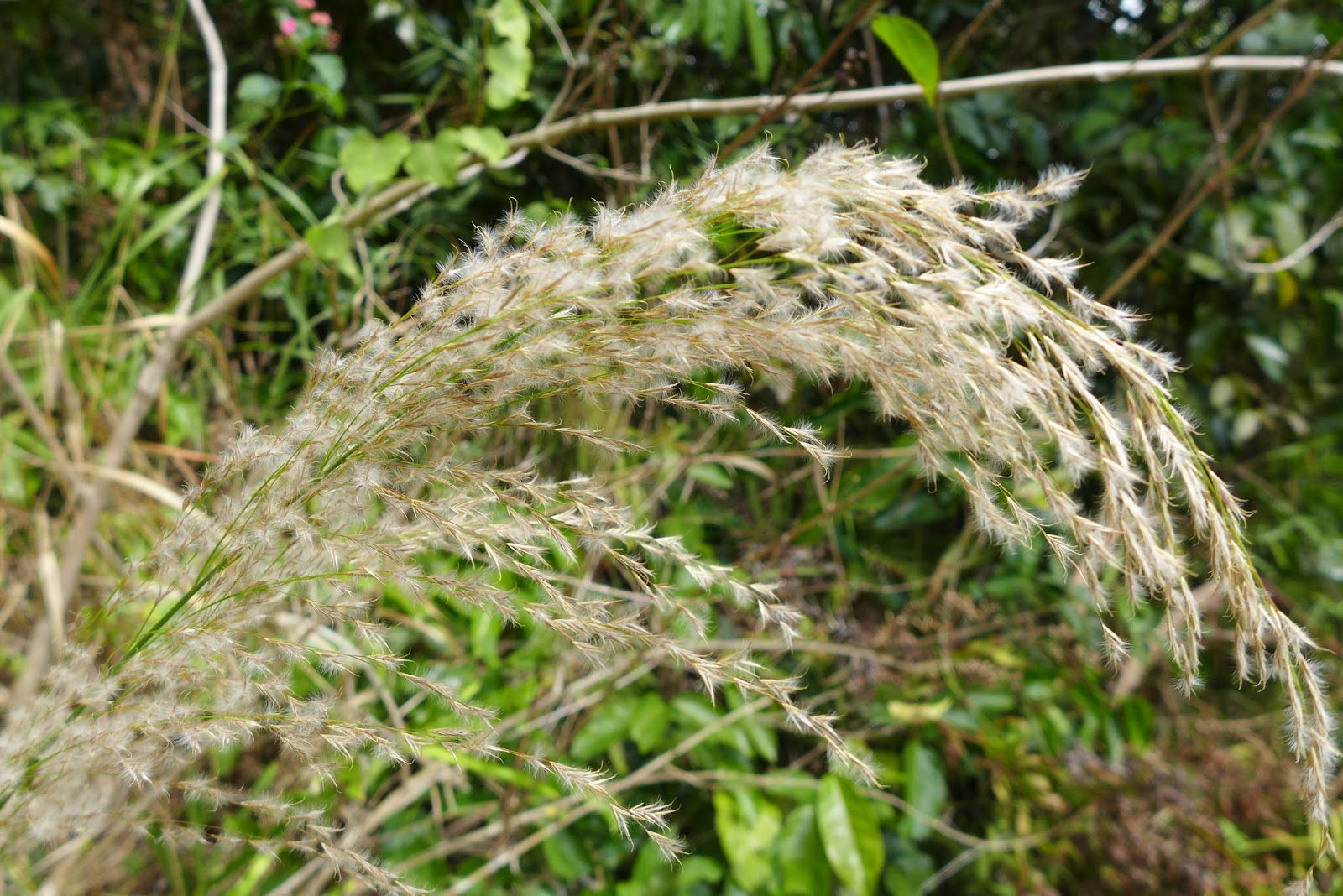 P1000680.JPG