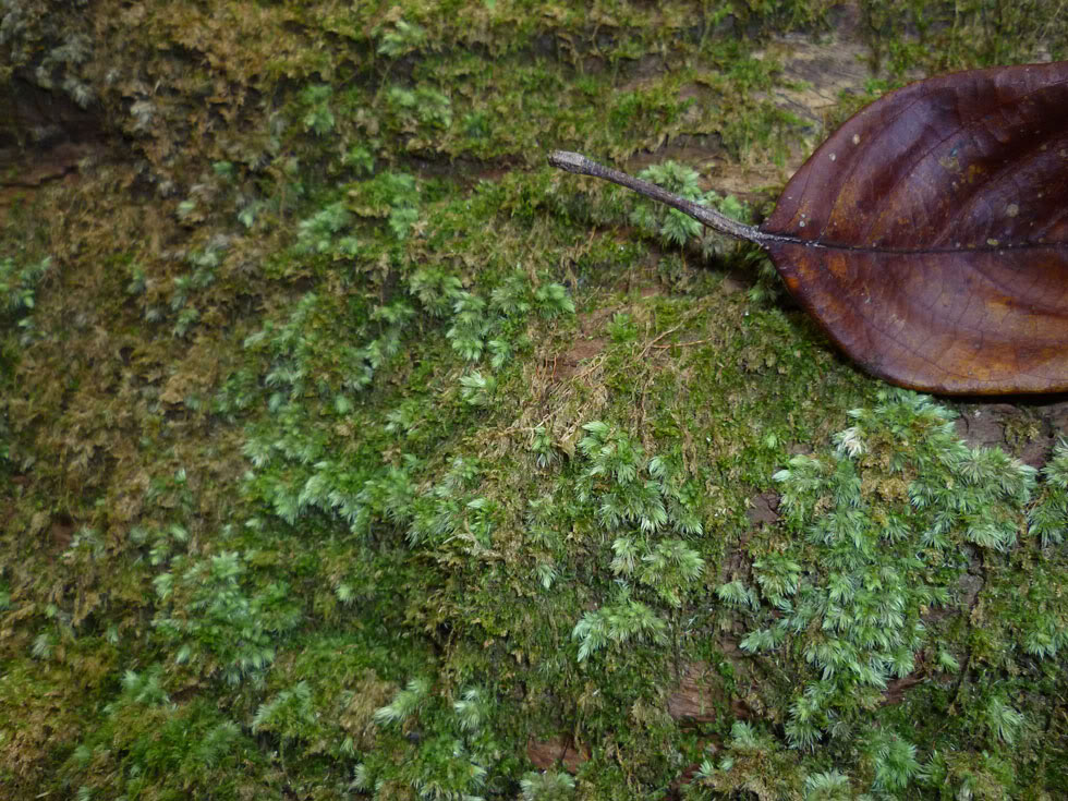 P1050782.jpg