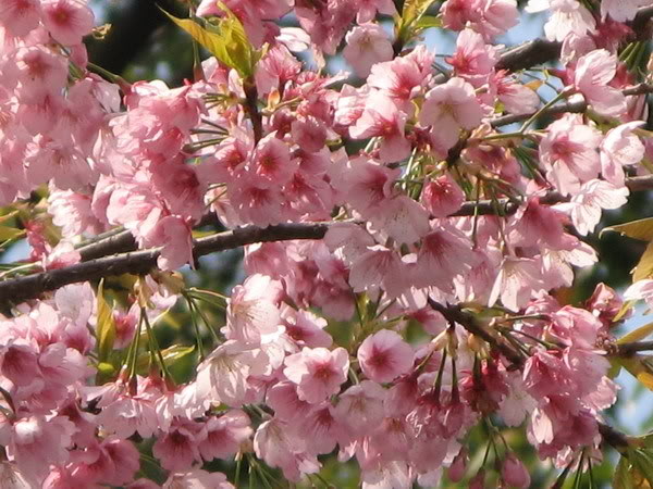 IMG_2338_resize.jpg