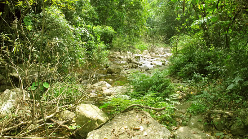 TayYenTu1010583.jpg