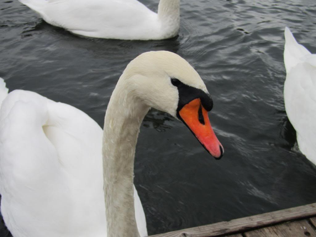 IMG_7532_zps7f6d0e55.jpg