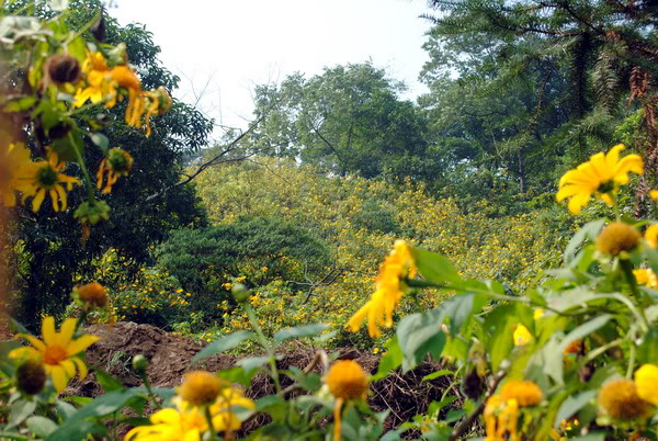 DSC_0117.jpg