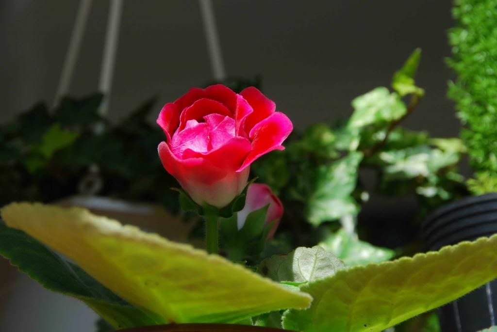DSC_0310_zpse936a432.jpg