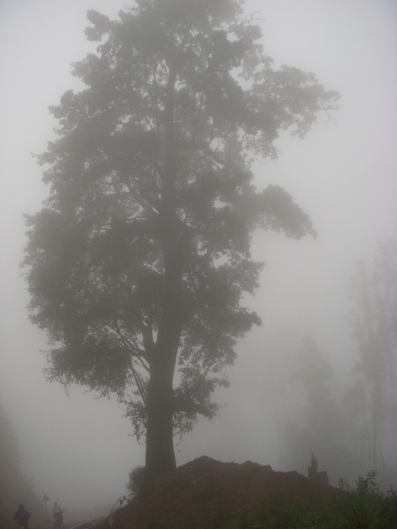 DSCN7222_zps88187c8a.jpg