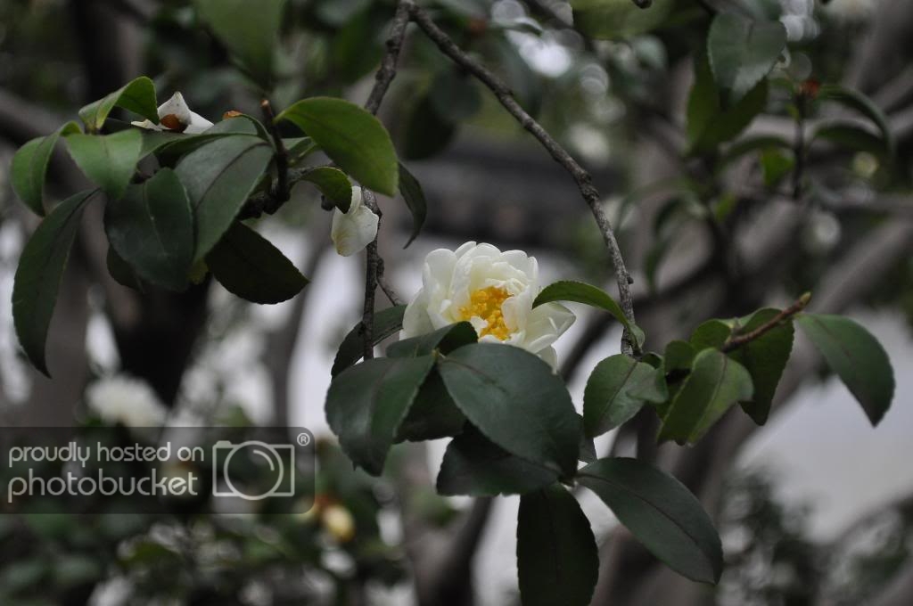 DSC_6267_zps9d677c36.jpg