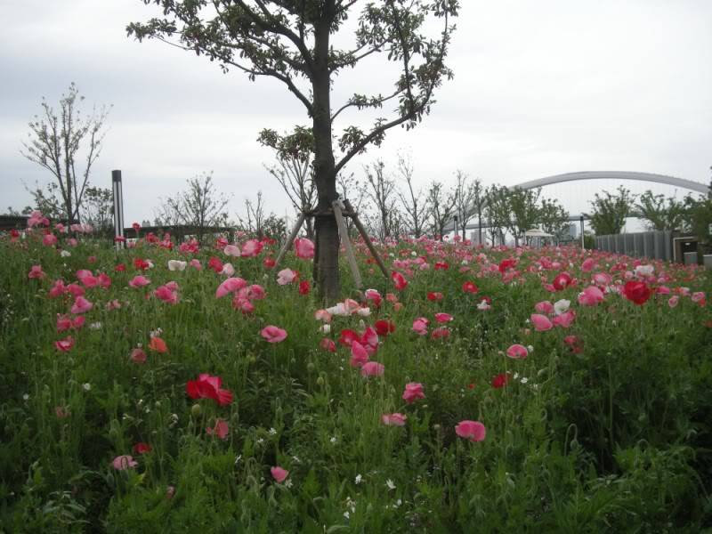 DSCN9827800x600.jpg
