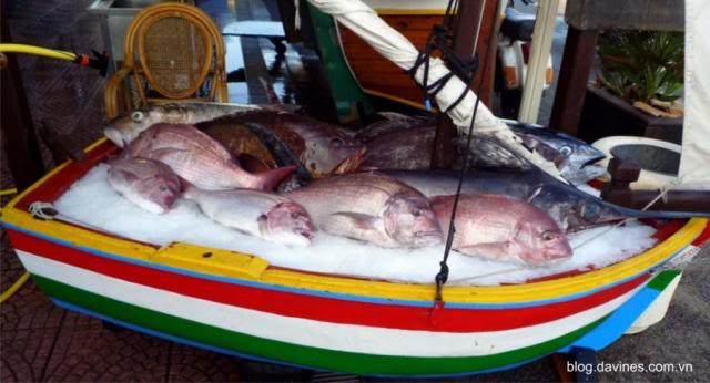TunaSwordfishPagelloorPandoraGrouperAmberjack.jpg