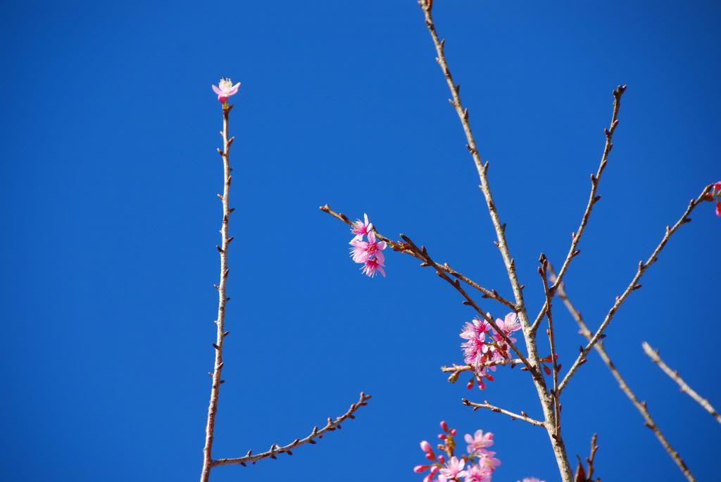 DSC_3004_zps29a6da5a.jpg