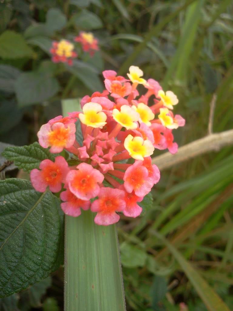 Photo0869.jpg