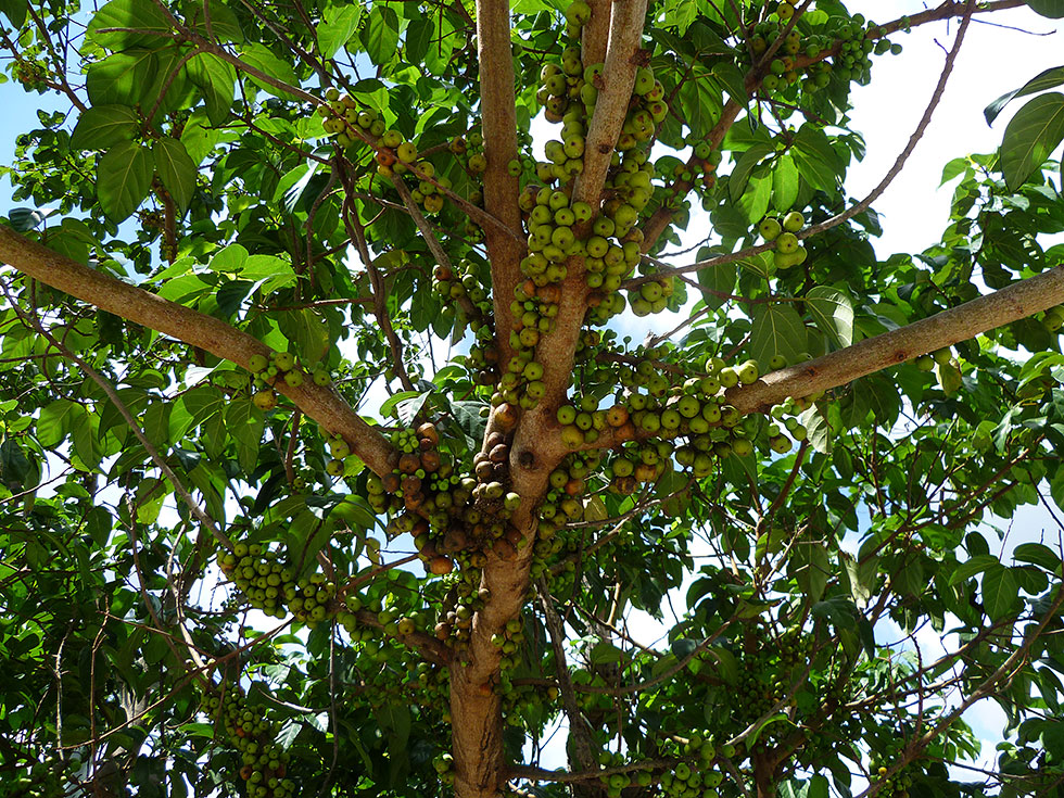 P1070140b_zps84a3ff6e.jpg