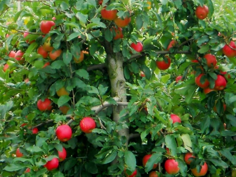DSCN0779.jpg