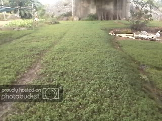 IMG398.jpg
