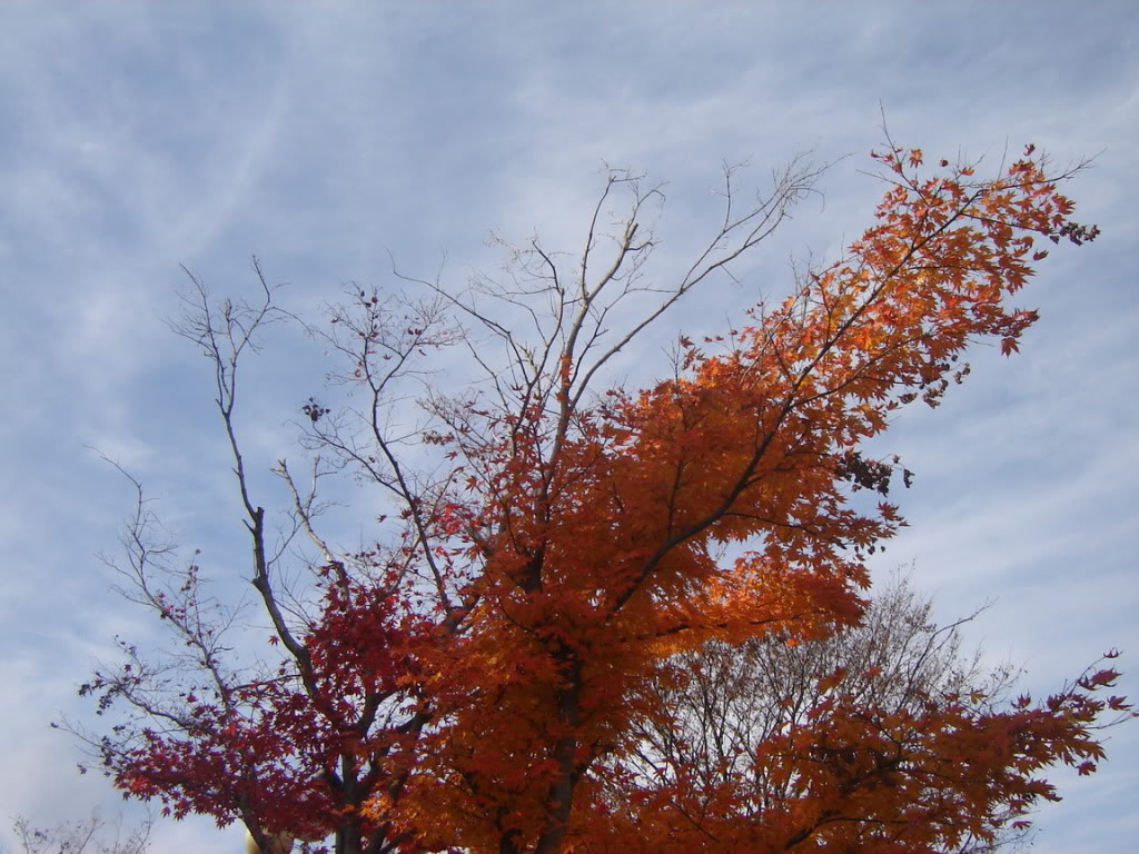 DSC08647.jpg