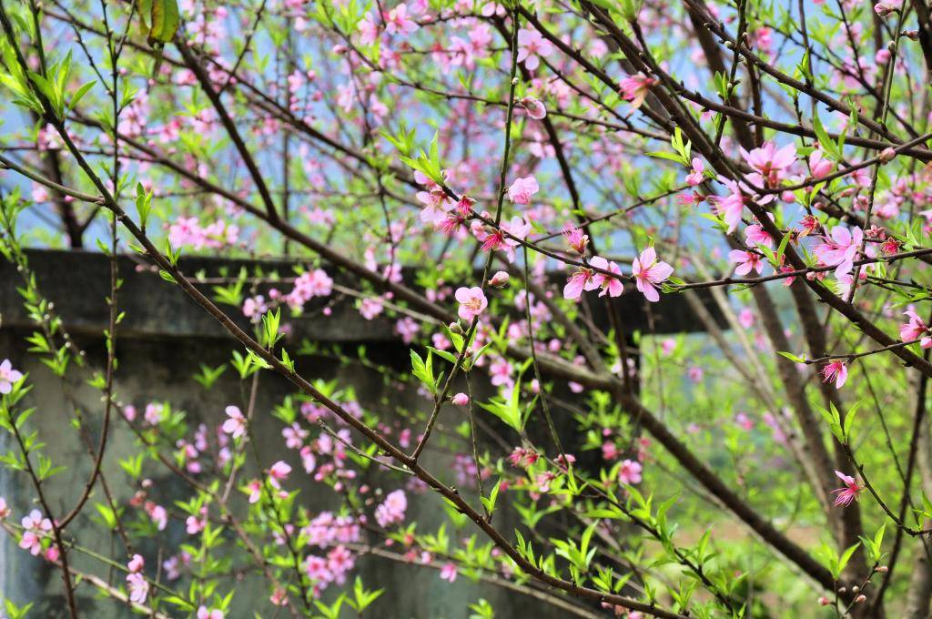 _DSC0040.jpg