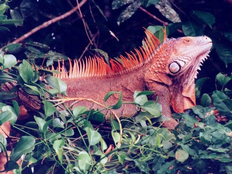 GreenIguana.jpg