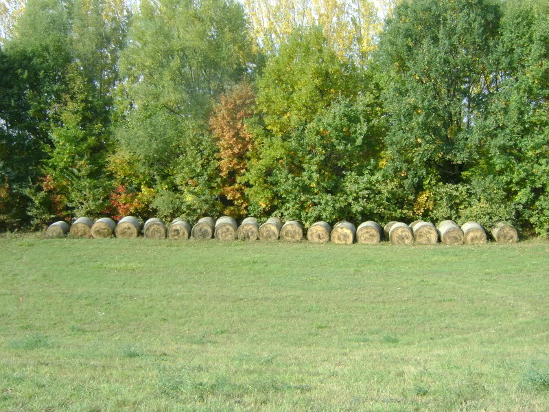 DSC06580.jpg