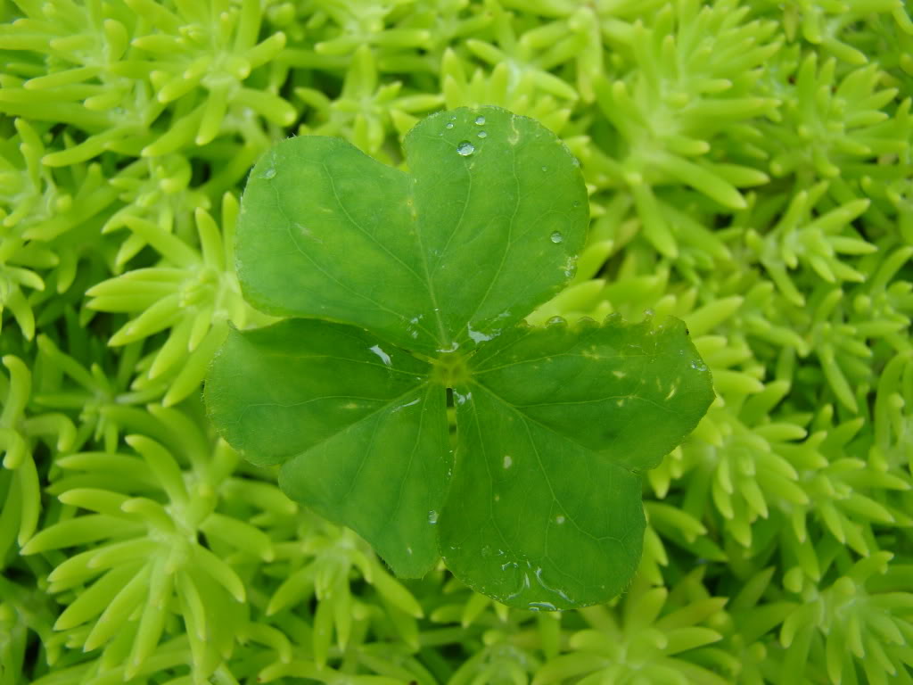 DSC09530.jpg