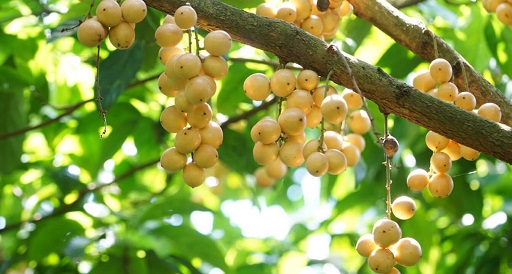 Dâu-Hạ-Châu-1.jpg