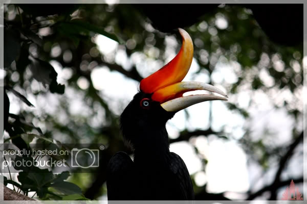 birdpark40.jpg