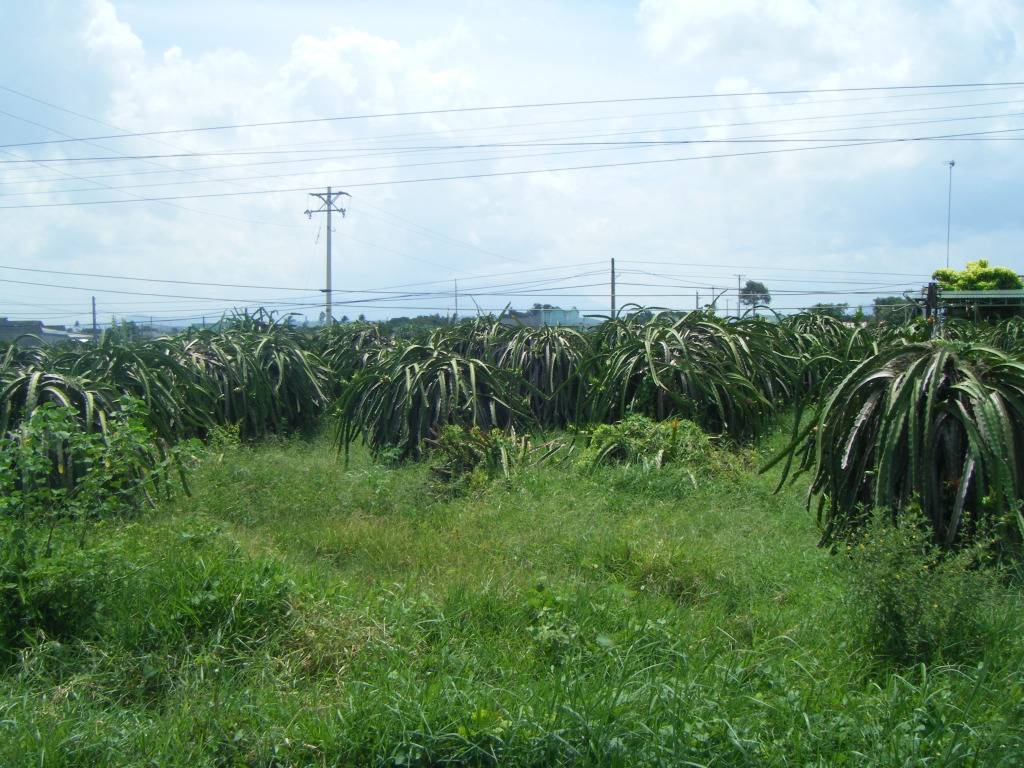 DSCF9451.jpg