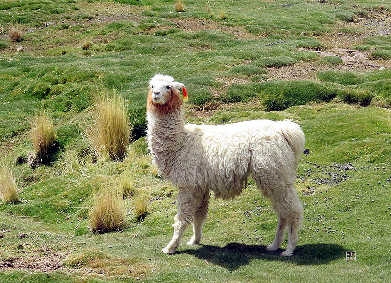 29355107516_5e71ed9ff0_c.jpg