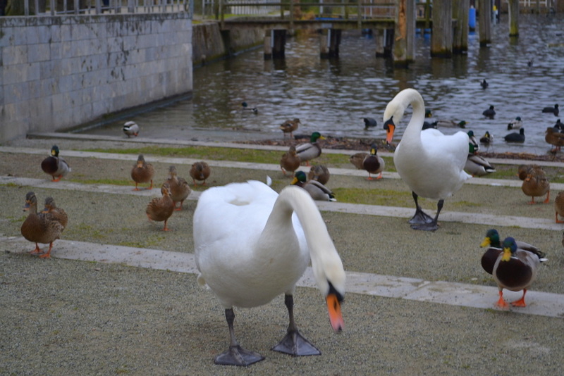 DSC_0416.jpg