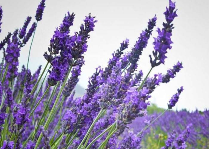 lavender2.jpg