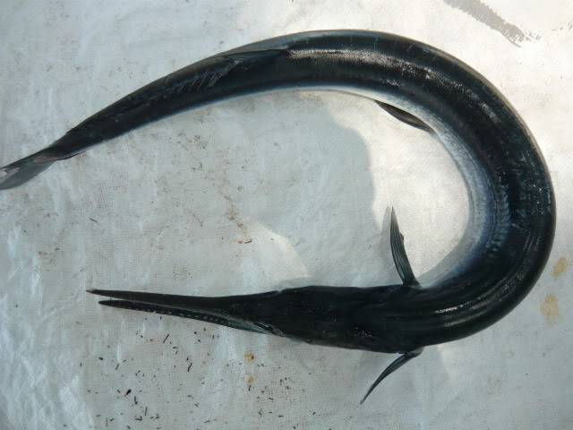 P1020134_resize.jpg