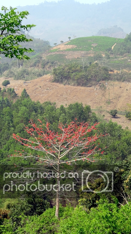DSC09384_zps83d89fd7.jpg