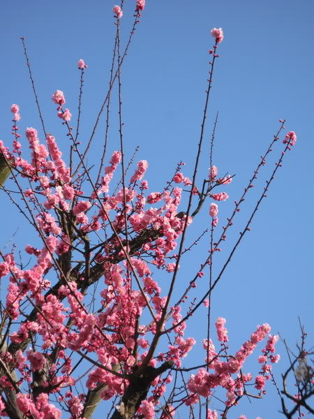 IMG_1832_resize.jpg