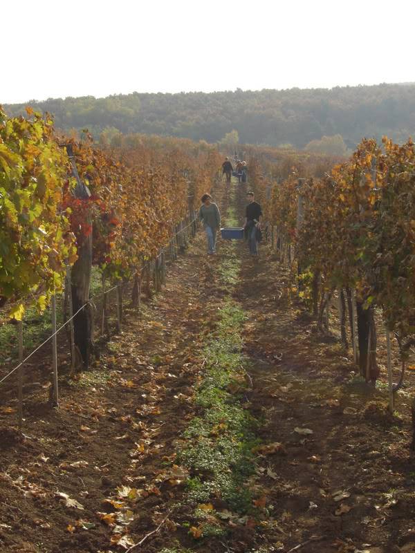 Eger-Vinyard.jpg